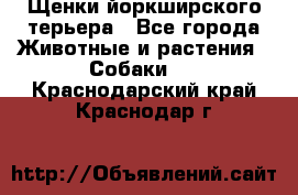 Щенки йоркширского терьера - Все города Животные и растения » Собаки   . Краснодарский край,Краснодар г.